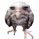 bird