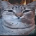 PokerCat