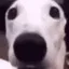 doggy