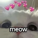 meow