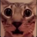 catsurprised