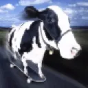 CowBoarding