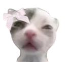 coquettecat