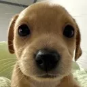zpup zpup
