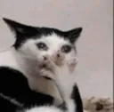 TB_catcry