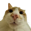 gooseBUH