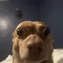 stare