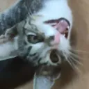 KumiHungry