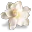 accflowermagnolia