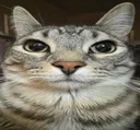 BB_Catter BB_Catter