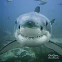 boop