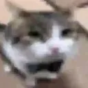 miau miau