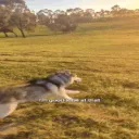 activelystabilizeddog