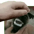 GoonumPat