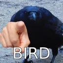 UBIRB