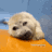 sleepyseal