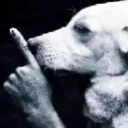 shushdog shushdog