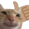 Discord Emote catThumbsUp: