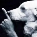 shushdog