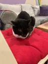 catcafe1