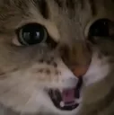 CatAngry