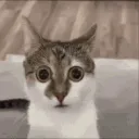fart