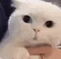 catWHAT catWHAT