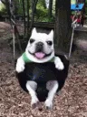 zdogcute