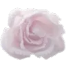 00_rose