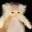 Balding_cat