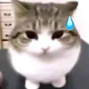 catnervous