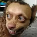 cachorro