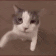 g_cat_kiss