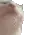 WCat WCat