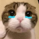 pilli_sad