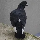 GetPoichigeoned GetPoichigeoned