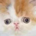 ConfusKitty