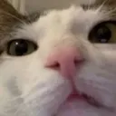 CHATWTF