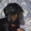 ana