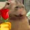 cutecapy cutecapy