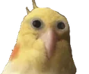 Birrb