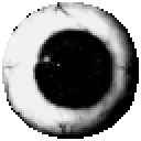 prunsel