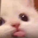 boppo