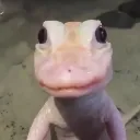albinobabagatorstare