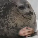 hmm_seal
