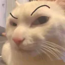 Catsus