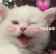 Wink_cat Wink_cat
