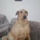 perro1