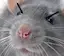 AngryRat