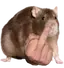 MiddlefingerRat